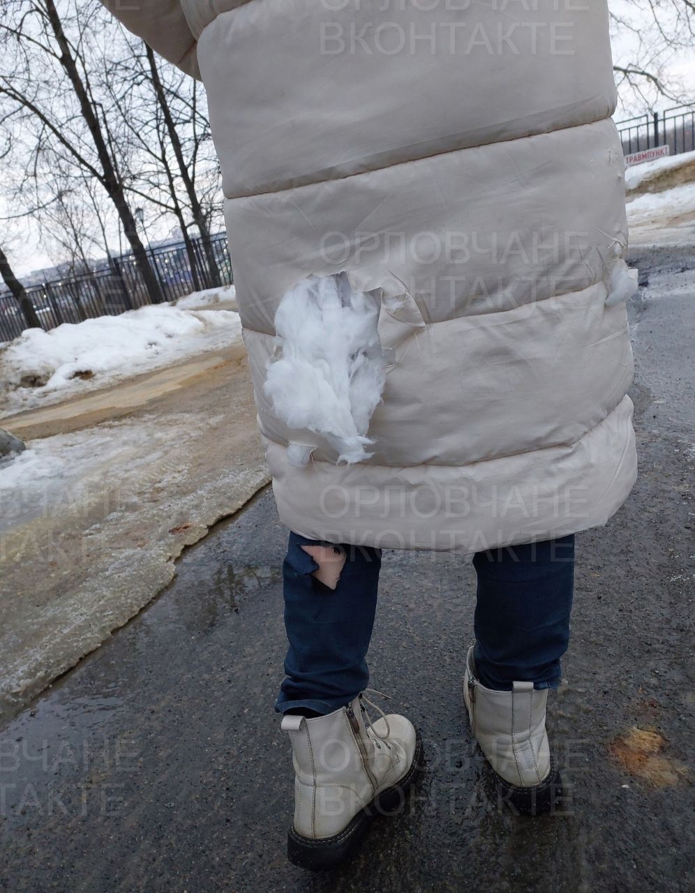 В Северном районе Орла стая бродячих собак напала на ребёнка - Новости Орла  и Орловской области Орелтаймс