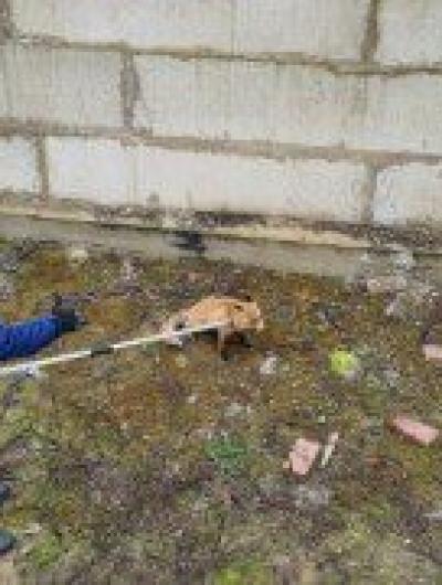 спасли лису