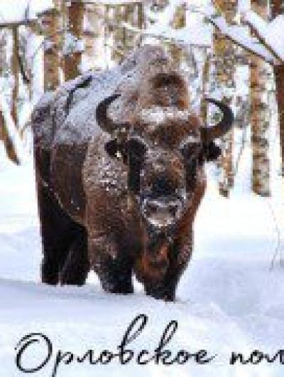 К 30-летию Орловского полесья выйдут тематические открытки с зубрами