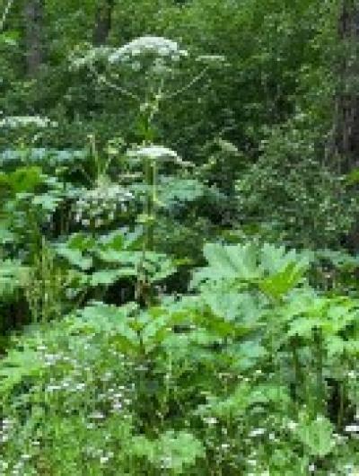 борщевик (1)