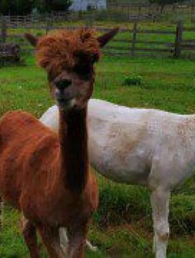 Туристы из Орла попали на самую экзотическую ферму в России 3