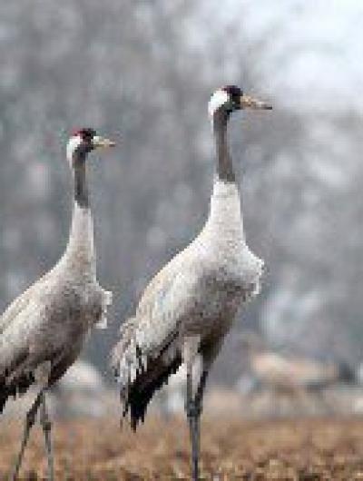 серый журавль