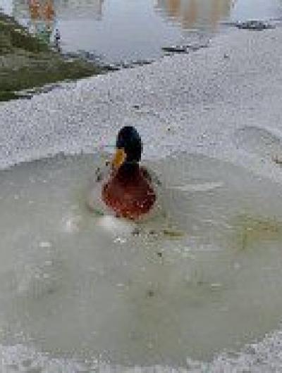 Орловские спасатели освободили вмёрзшую в лёд утку 1