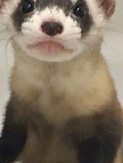 Elizabeth Ann-the-first-cloned-black-footed-ferret580