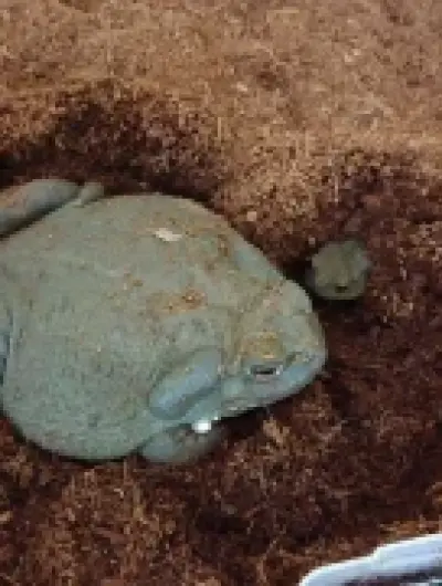 жаба 1.IfLKdx51sGHWmnQRPzfrnXbZLcoPO40BcCAQSOkMeok