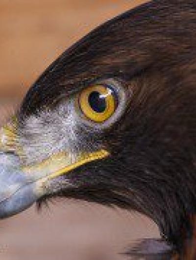 Aquila_chrysaetos_-captive_-head-8a