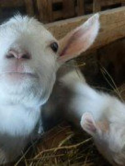 коза смотрит на клычкова