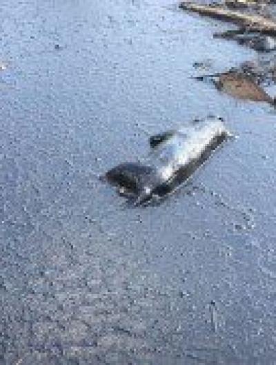 chp.orel_236866246_164999735636662_6128626127964265570_n