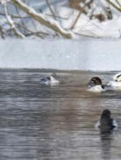 красавчик (1)