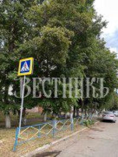 деревья спил12