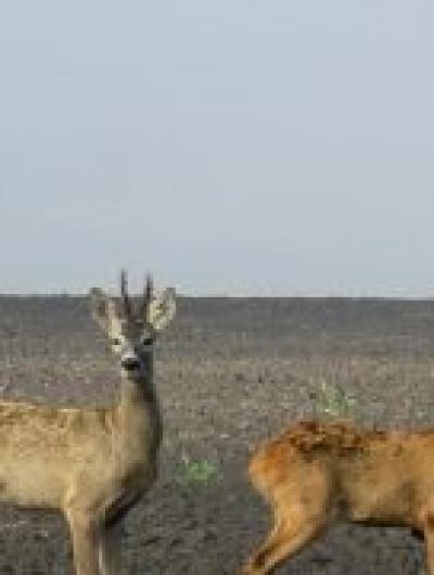 косули