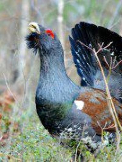 Самец глухарь