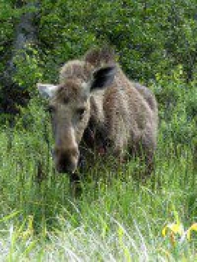 Фото 3. Та самая Лось-девица-гопница, с ухом на затылок (Автор Надежда Панкова)