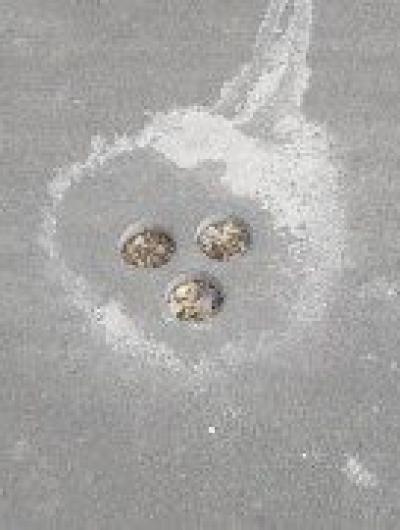 ФОТО 2 дыры в асфальте