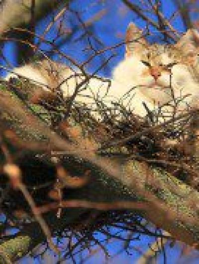 коты