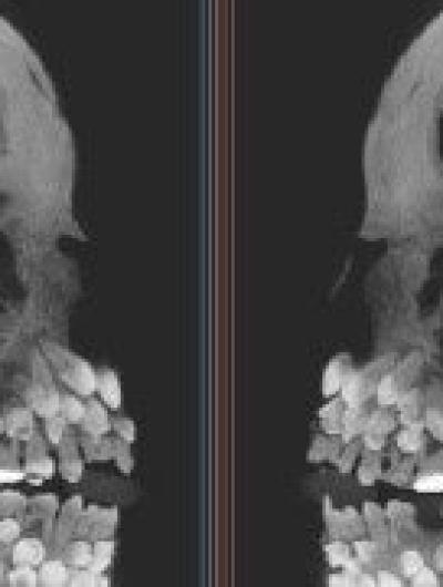 image-8RXs8J87FUeMj0UK (1)