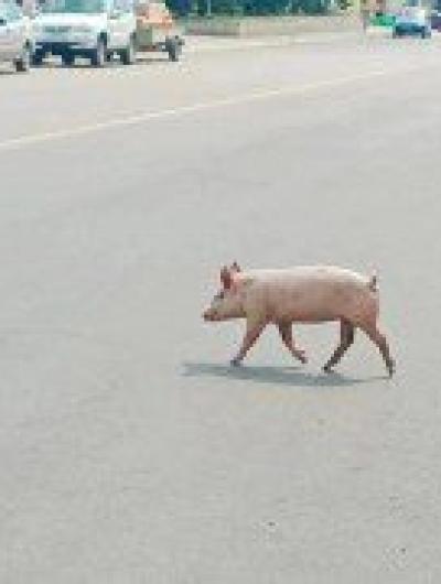 поросенок_Мценск_02