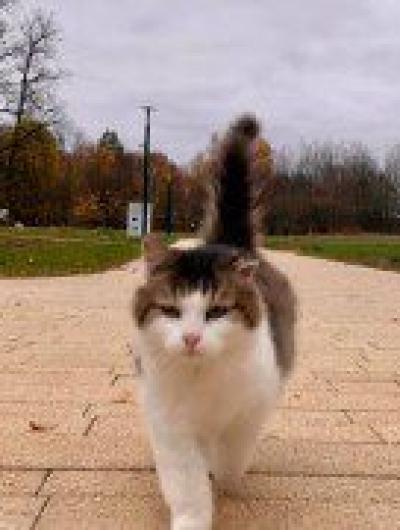кот 2
