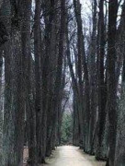 дерево 3