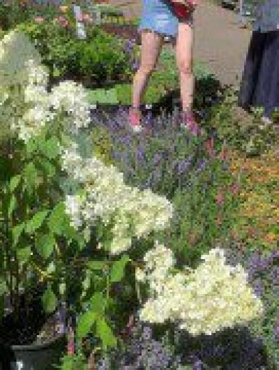 Фестиваль цветов 3_1