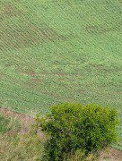 дмитрий голубев фото тасканский