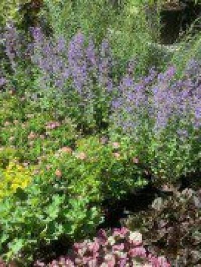 Фестиваль цветов 1_1