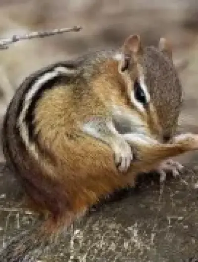 бурундук 1.bbCPUVLIEoaZYz5vKJV7vHvK2vZo8OxuNYarZQqkhI8