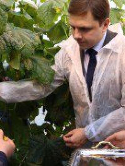 губер и огурец