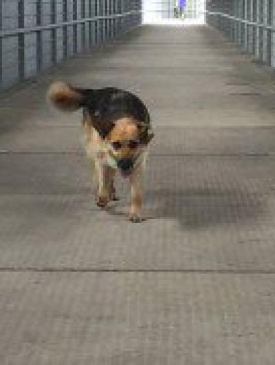 Красный мост