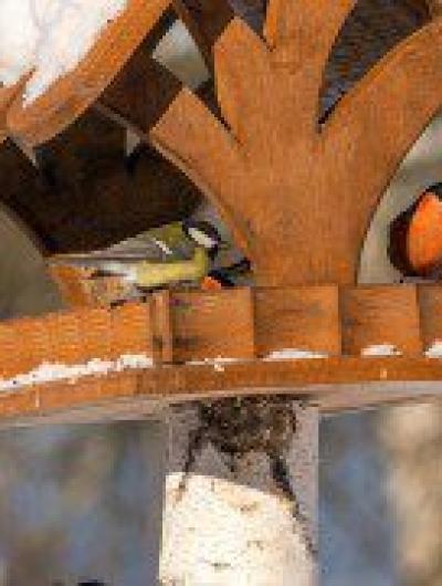 К 30-летию Орловского полесья выйдут тематические открытки с зубрами 6