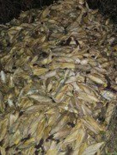 Кукуруза (5)