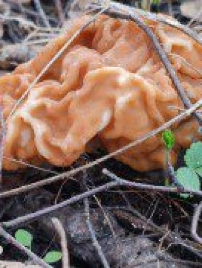 деликатес (1)