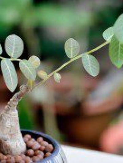 Phyllanthus-Mirabilis