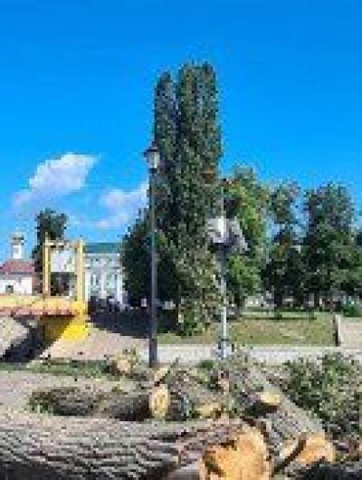 Дерево Детский парк 1