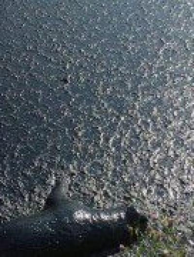 chp.orel_236347858_1013350812825331_2857305303047091513_n