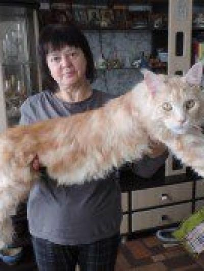 кот