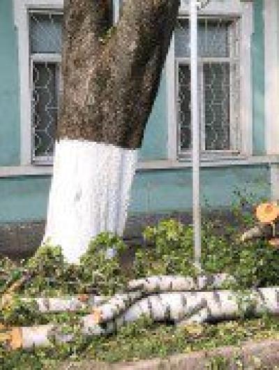 березы 1