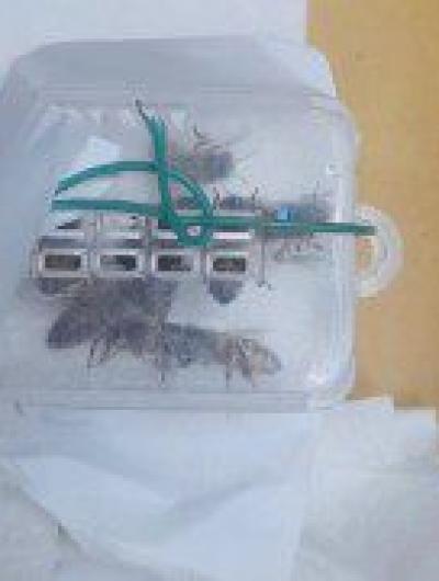 Пчелы_Орел 2