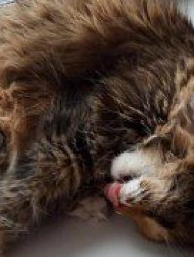 КошкаАлиса