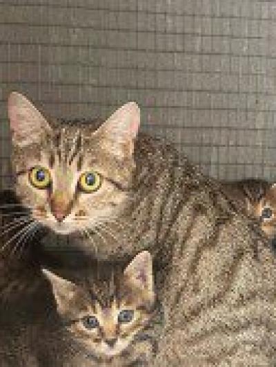 кошка с котятами