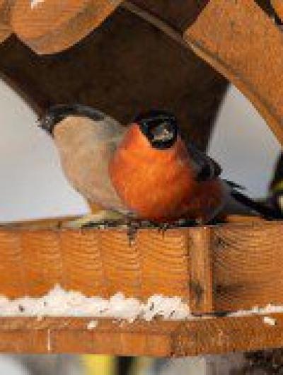 К 30-летию Орловского полесья выйдут тематические открытки с зубрами 5