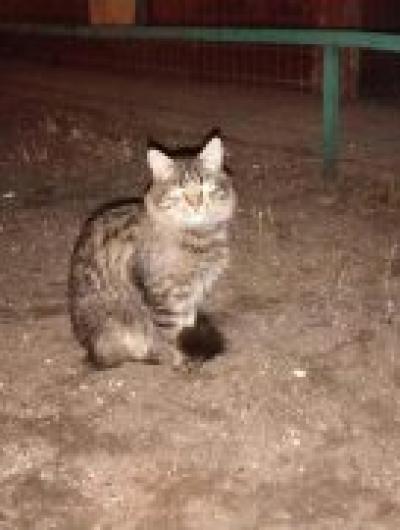 кот (1)
