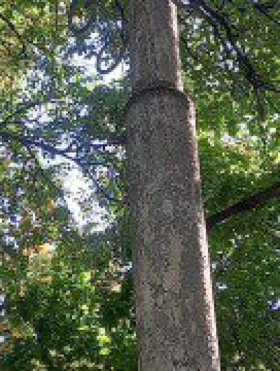 фонарь