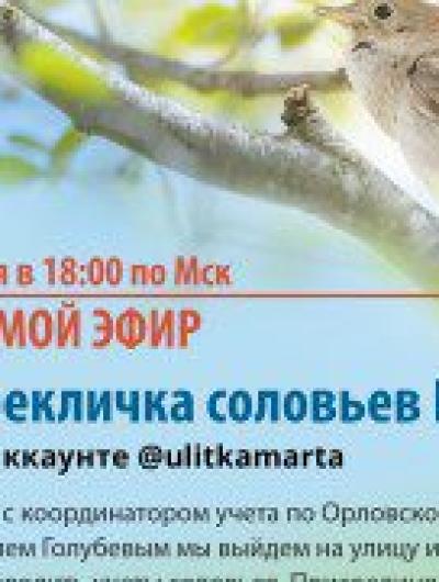 соловьи