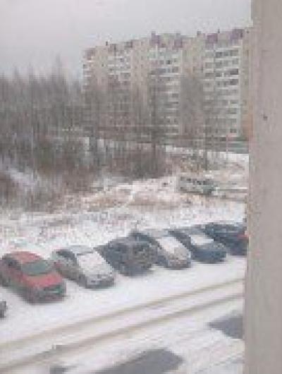 псы на микроне2