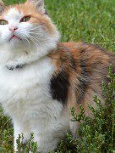Кошка Лера