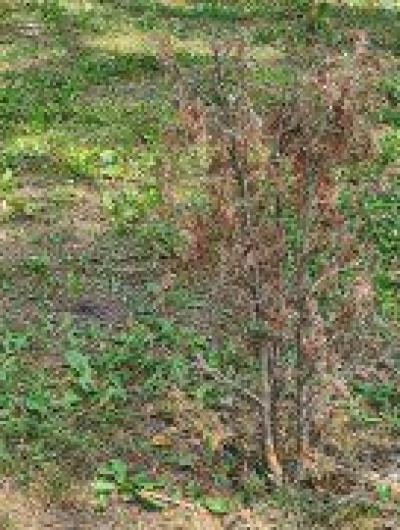 Парк_любовь_02