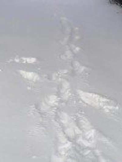 снег