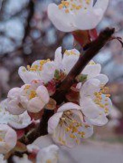 абрикосСелихов