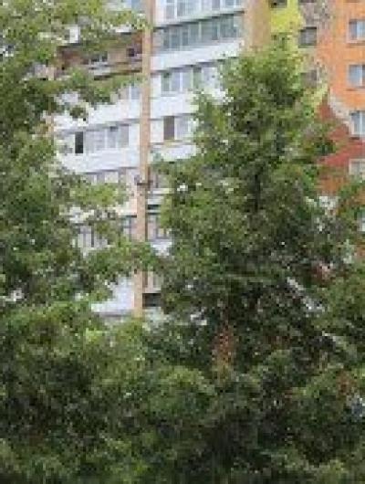 мурал орел 1